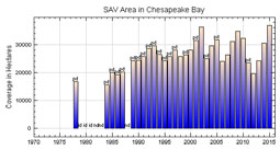 Bay Chart